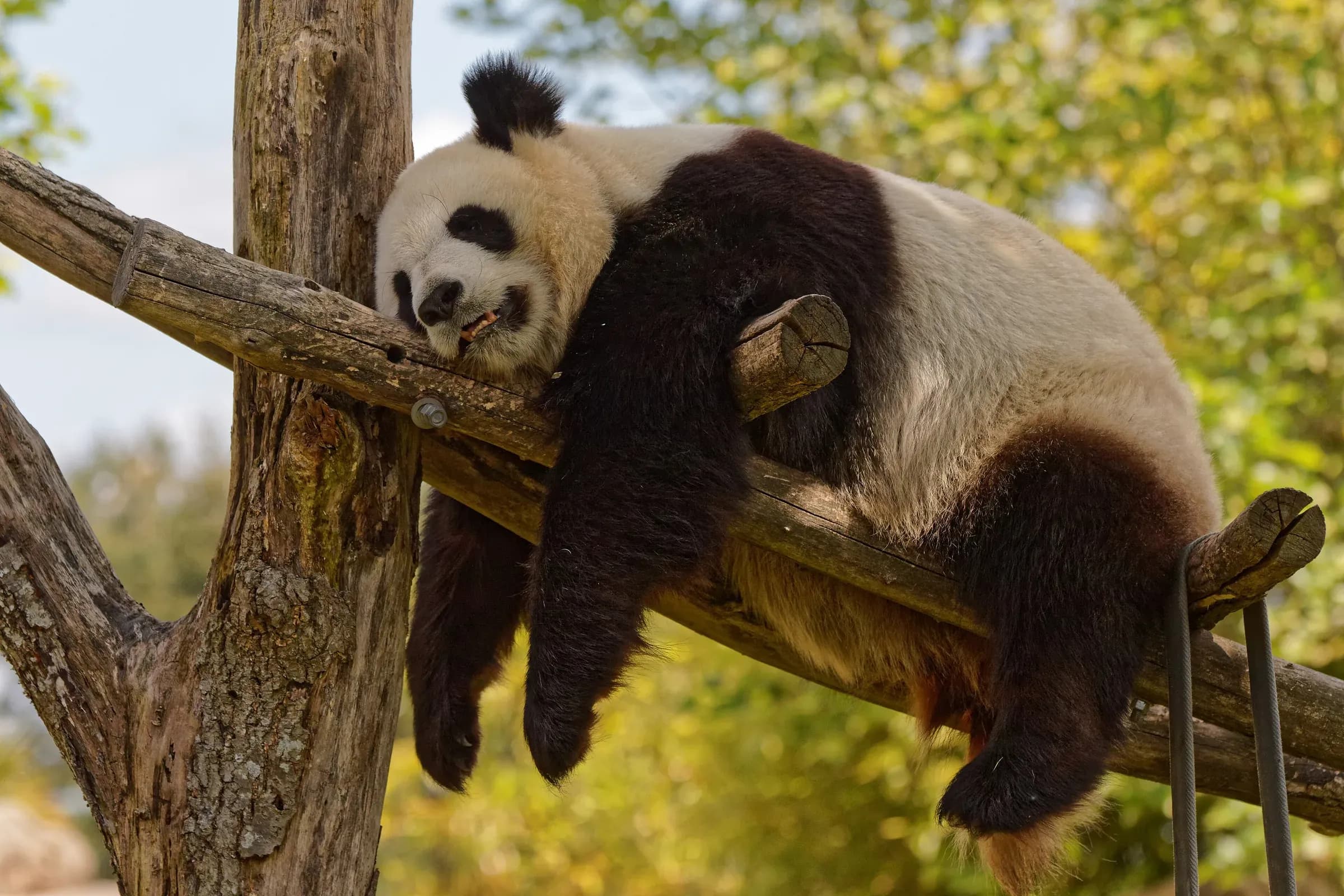 Panda géant endormi sur une branche dans son enclos du ZooParc de Beauval