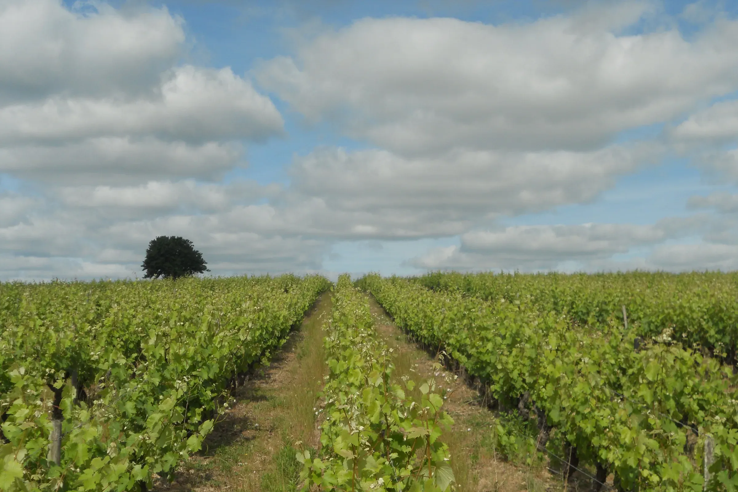 Rangs de vigne de l'appellation Vouvray et arbre isolé sous un ciel de nuages
