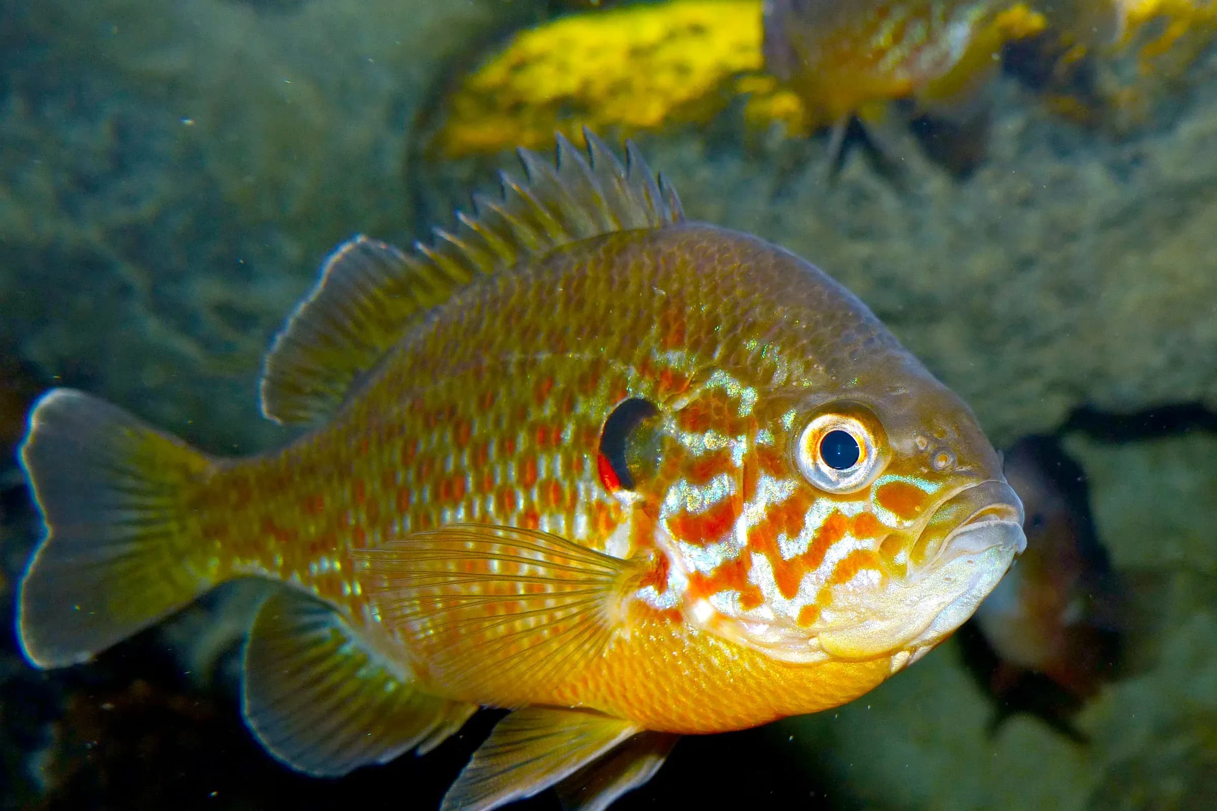 Pumpkinseed sunfish with orange and turquoise scales in a tank at the Aquarium de Touraine