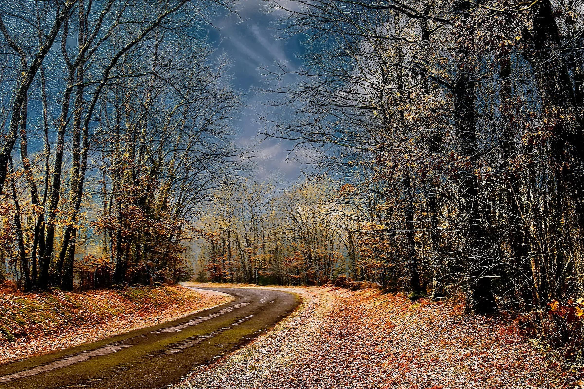 Petite route forestière de Sologne en fin d'automne, entre bouleaux et tapis de feuilles