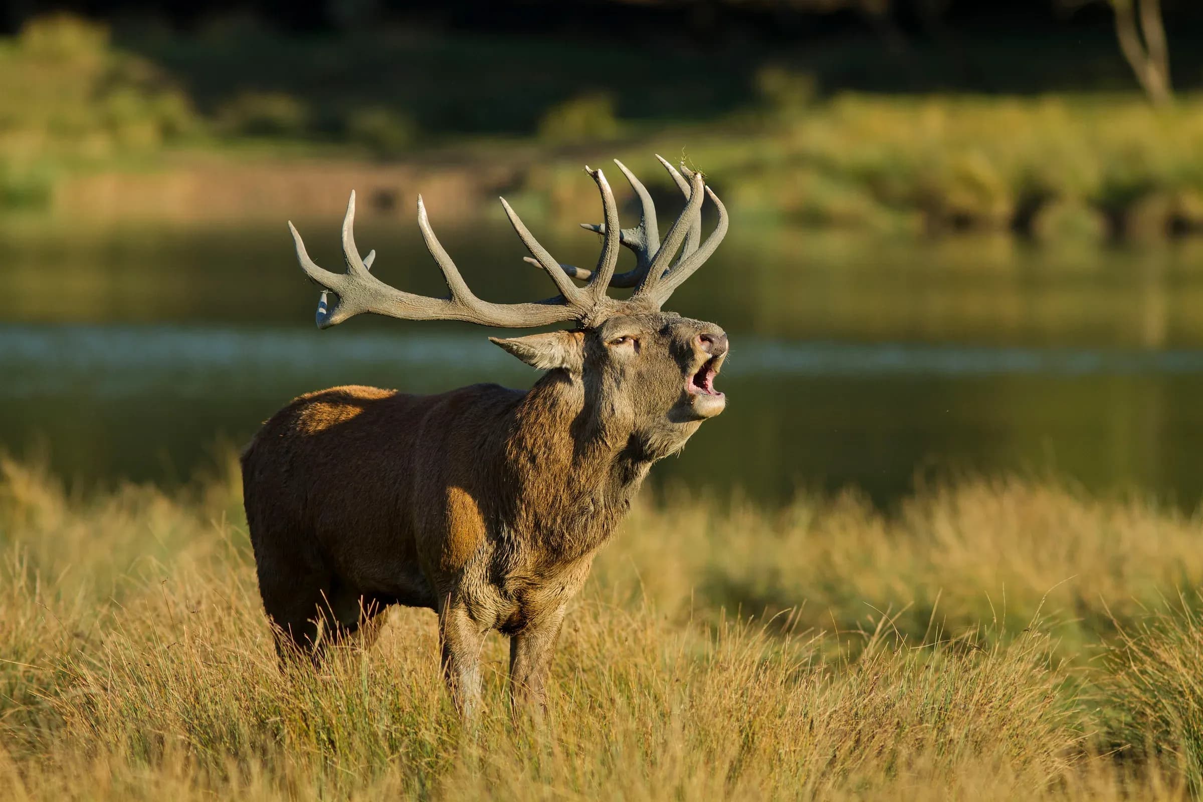 Cerf en plein brame dans les herbes dorées au bord de l'eau, à la lumière du soir