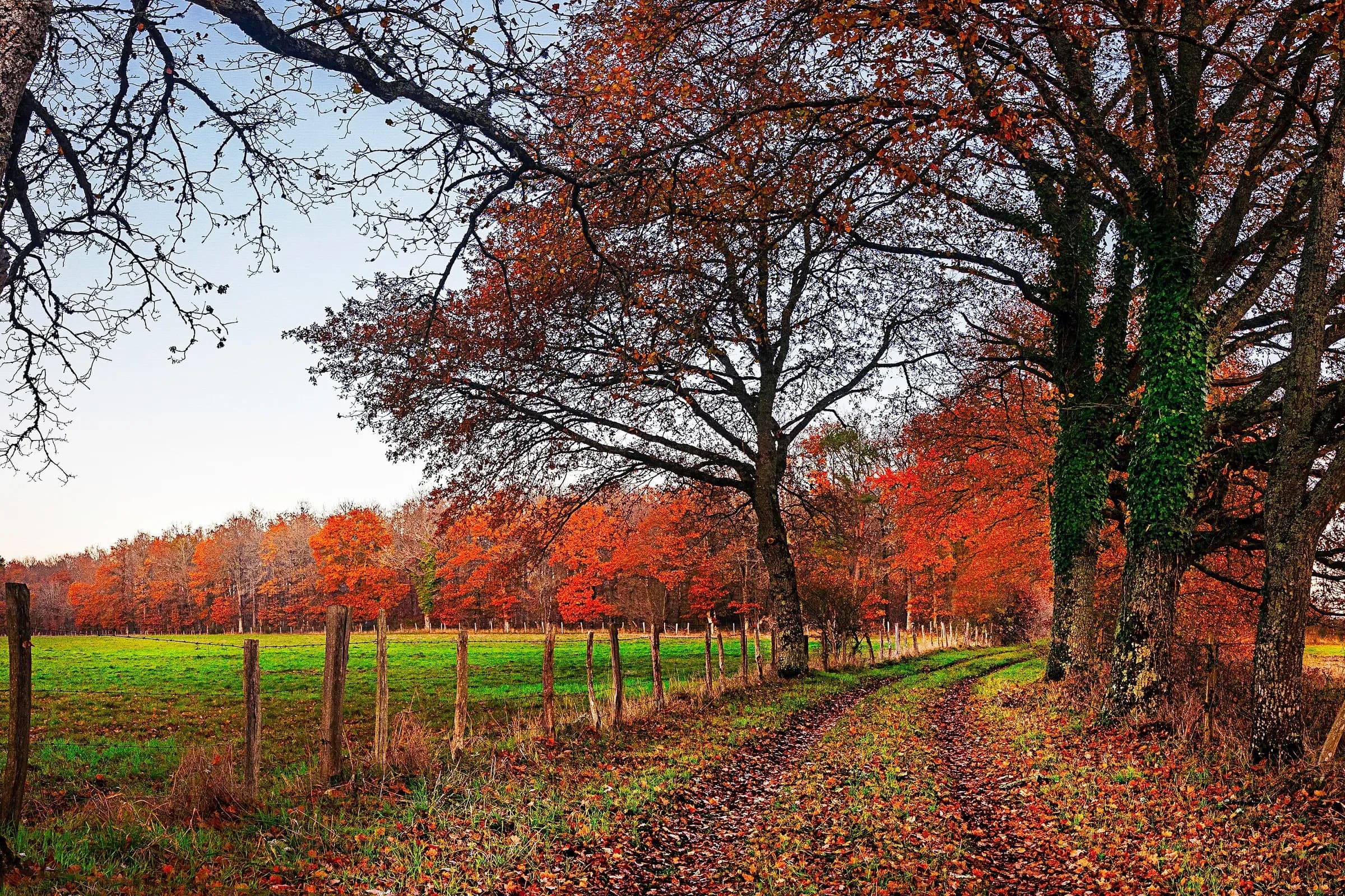 Chemin de promenade en Sologne longeant une prairie, sous des chênes aux feuilles rousses