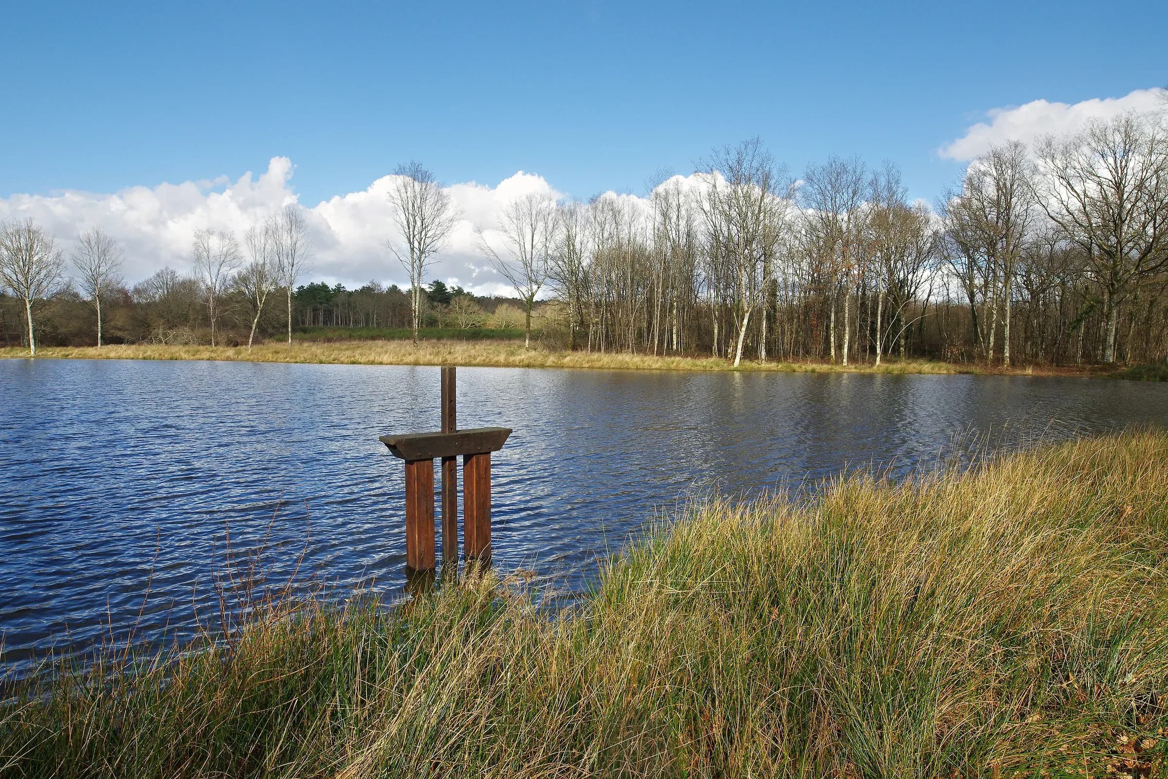 Étang de Sologne bordé de bouleaux et de roseaux à Chaumont-sur-Tharonne, en fin d'hiver