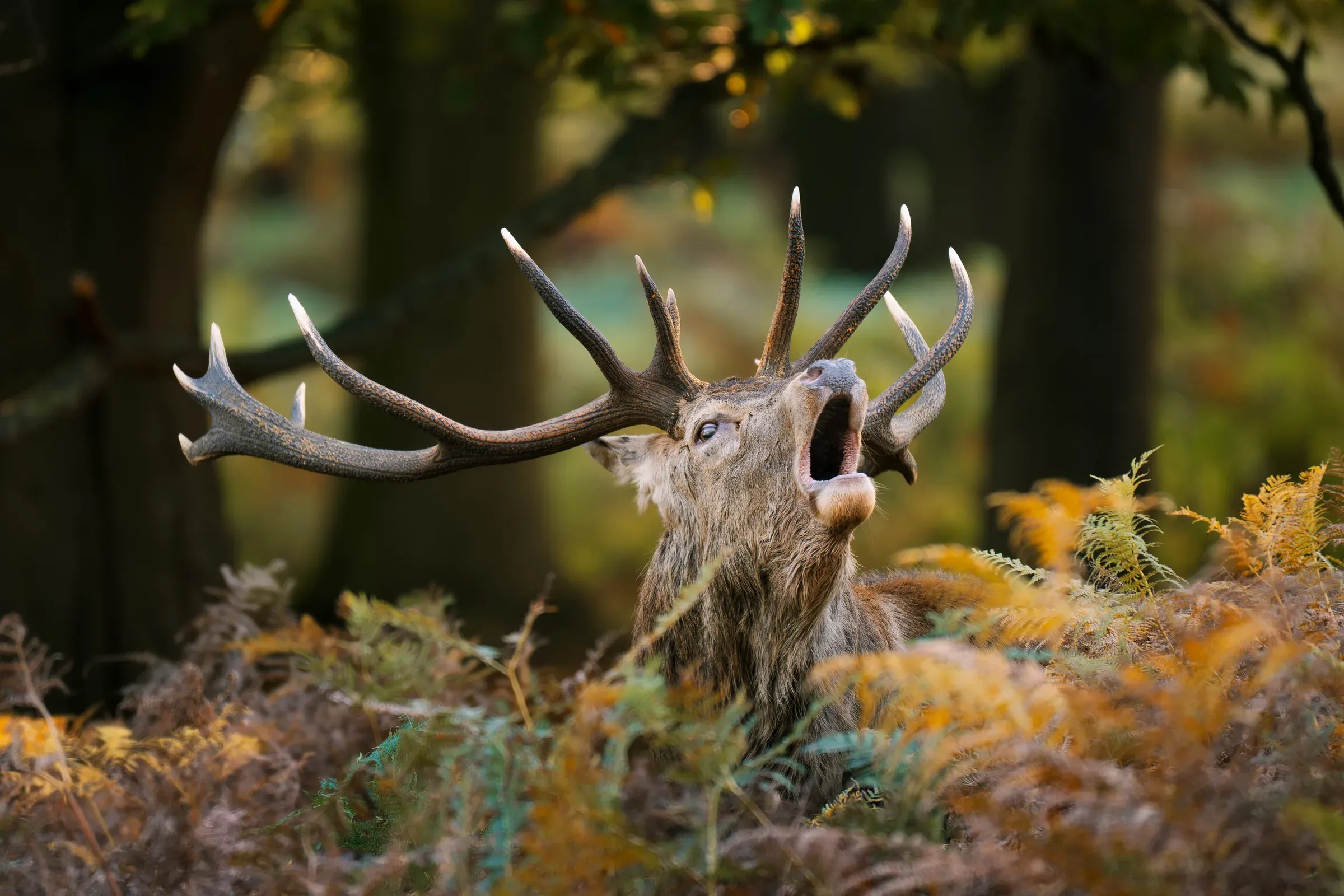 Cerf en plein brame dans les fougères rousses, bois dressés, en sous-bois d'automne