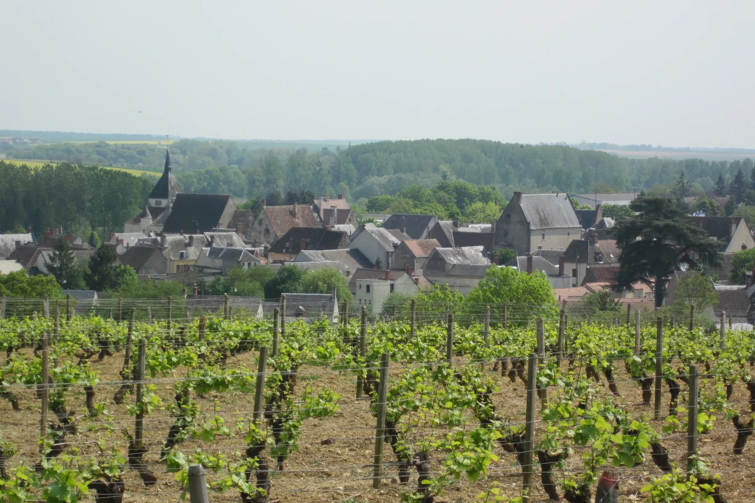 Le bourg de Reuilly et son clocher vus depuis les rangs de vigne au printemps