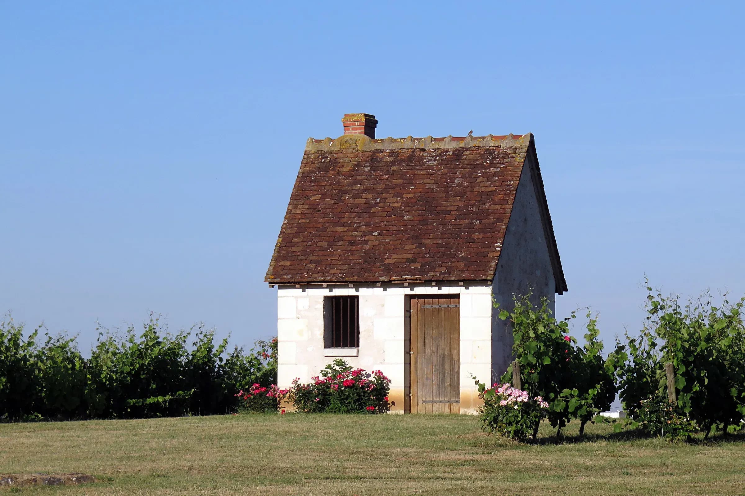 Tufa vineyard hut with a tiled roof among the vines of Touraine