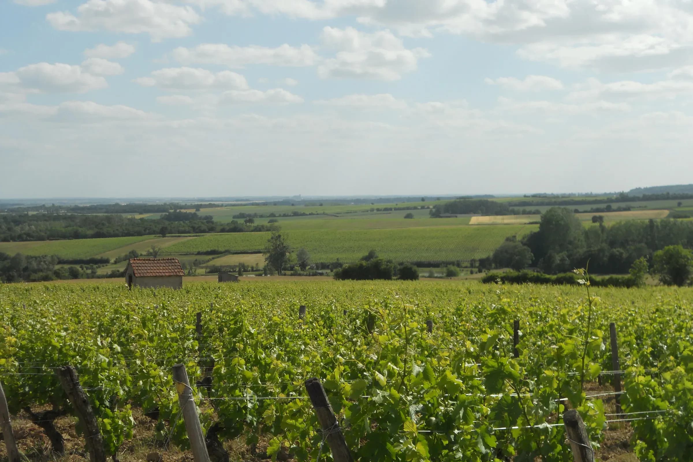 Vines of Menetou-Salon with a vineyard hut, the Berry countryside on the horizon