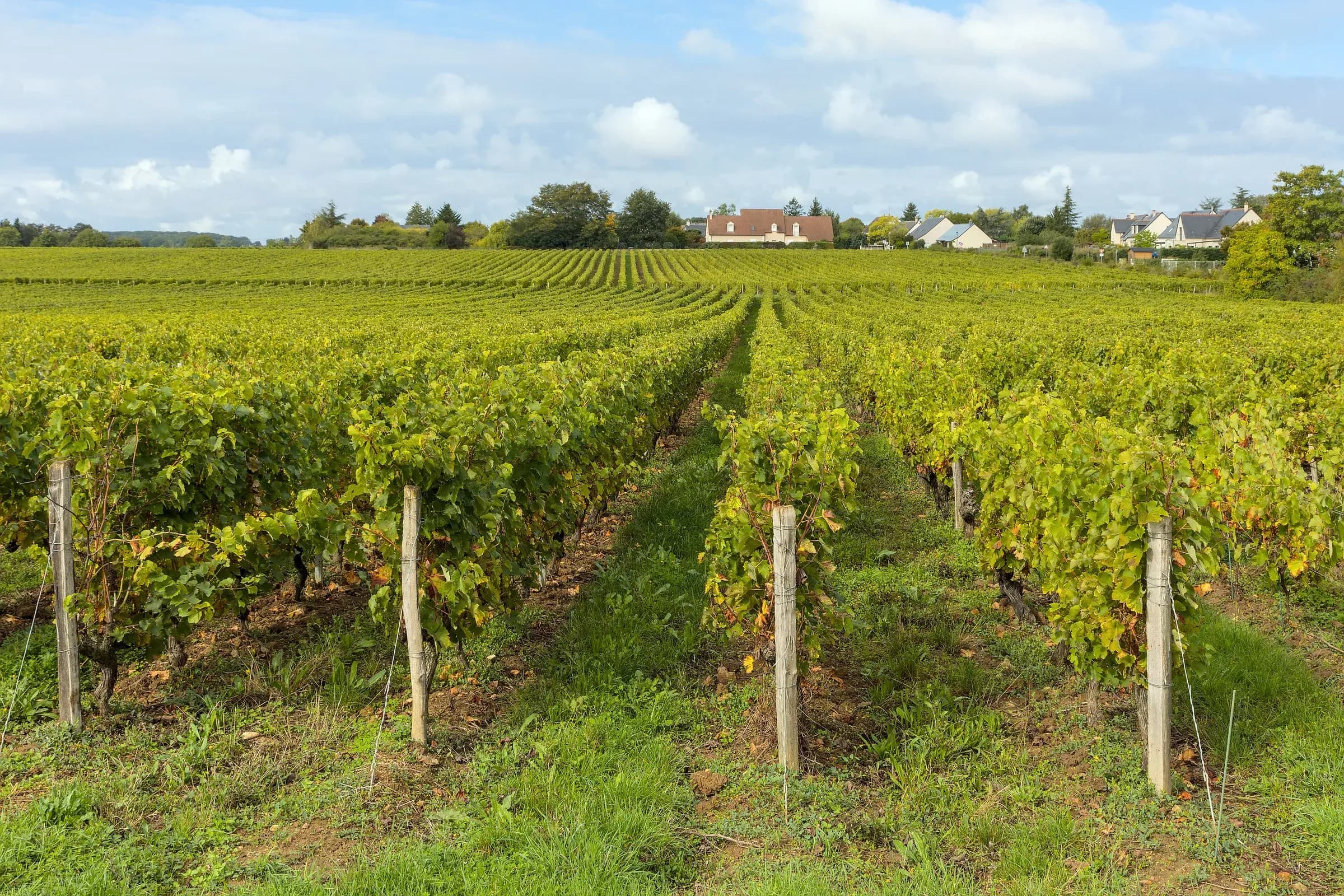 Vineyard at Rochecorbon in late summer, vine rows running to the horizon